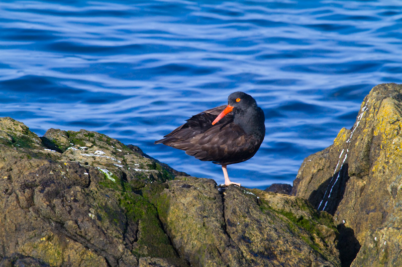 Black Oystercatcher